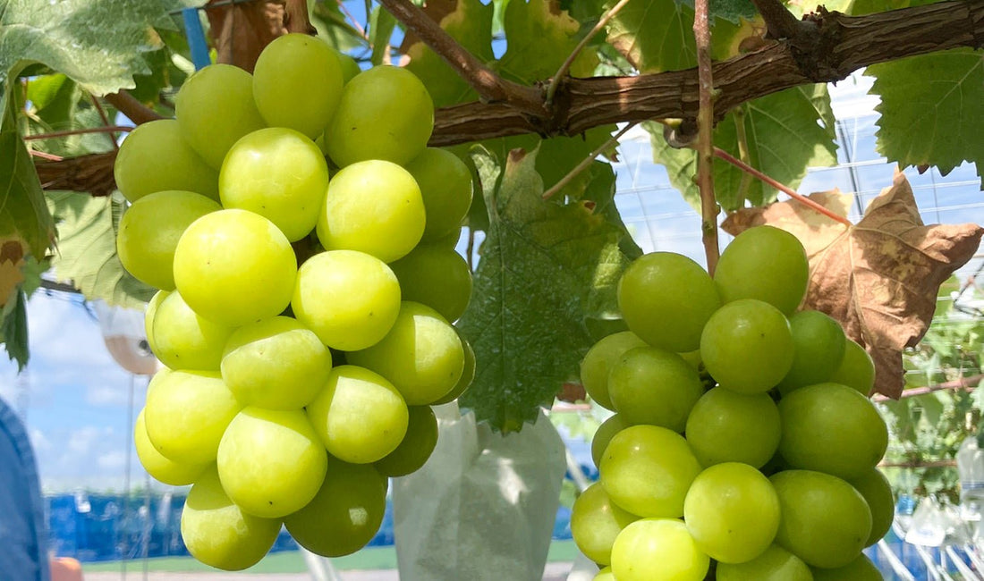 9月の旬：シャインマスカットの紹介 - 旬果365