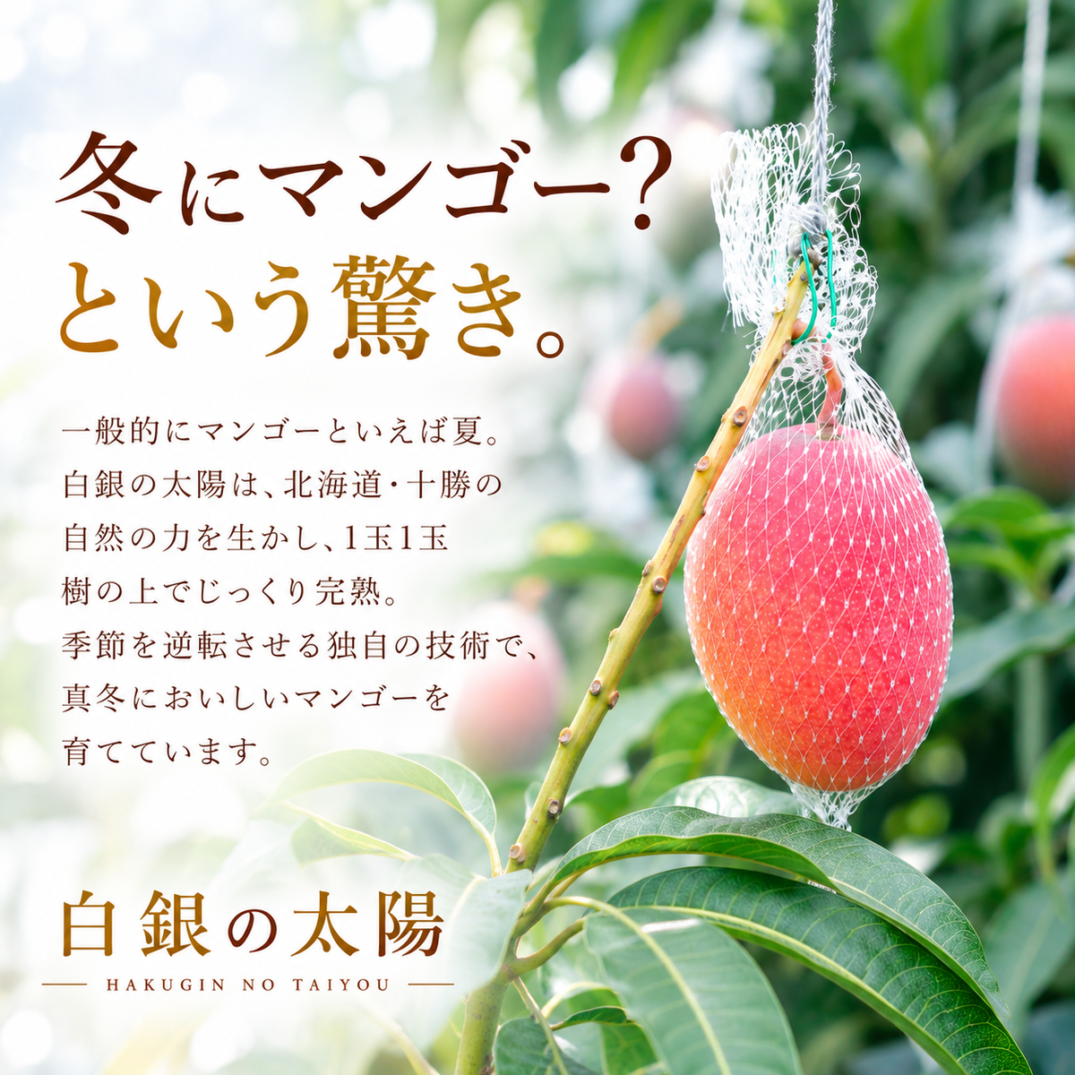 【11月中旬〜1月上旬完熟採れたて発送】北海道十勝産 マンゴー 白銀の太陽 - 旬果365