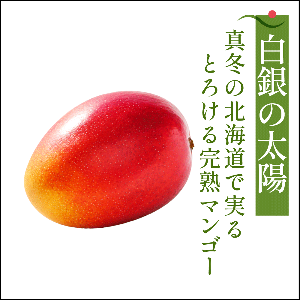 【11月中旬〜1月上旬完熟採れたて発送】北海道十勝産 マンゴー 白銀の太陽 - 旬果365