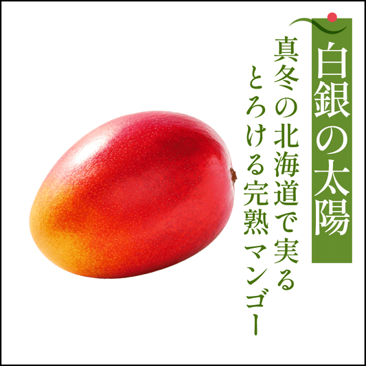 【11月中旬〜1月上旬完熟採れたて発送】北海道十勝産 マンゴー 白銀の太陽 - 旬果365