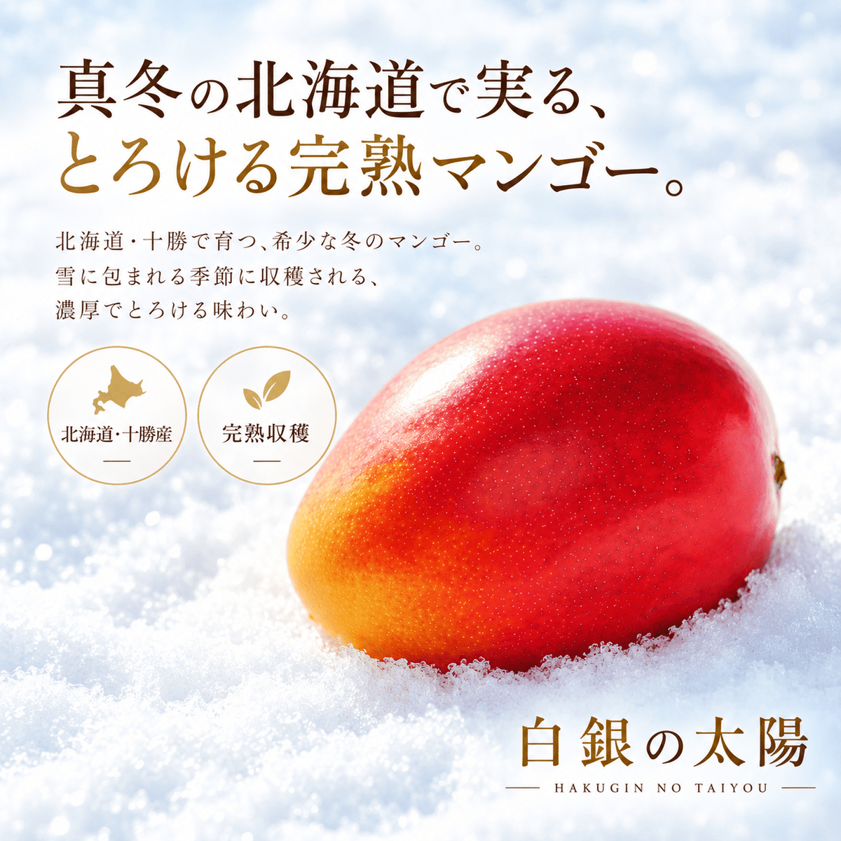 【11月中旬〜1月上旬完熟採れたて発送】北海道十勝産 マンゴー 白銀の太陽 - 旬果365