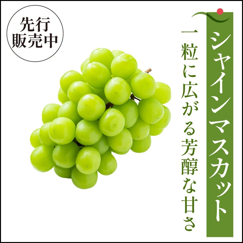 【9月上旬採れたて発送】シャインマスカット - 旬果365