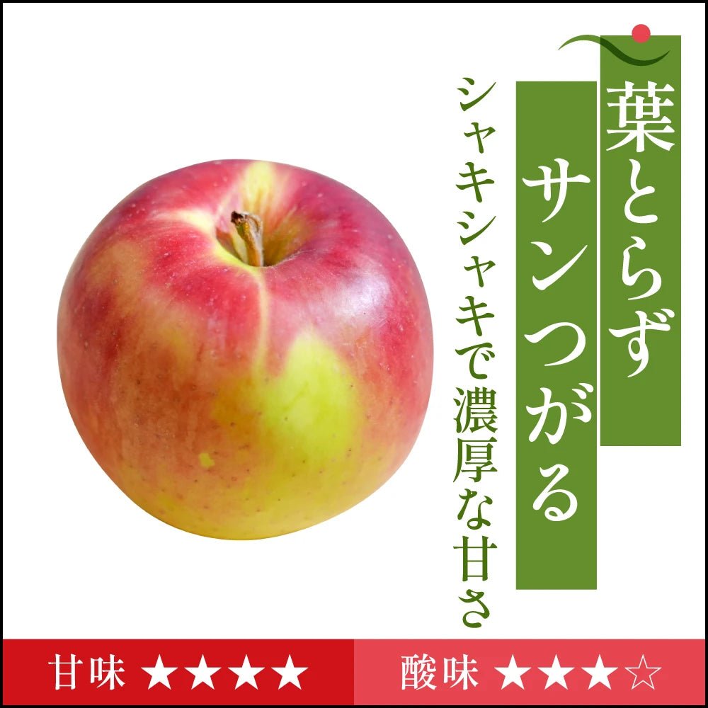 【9月上旬採れたて発送】葉とらずサンつがる　家庭用 - 旬果365