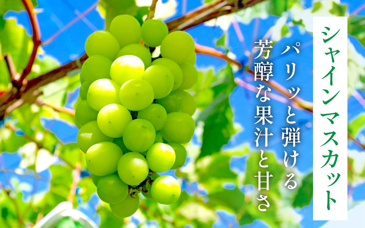 バナー