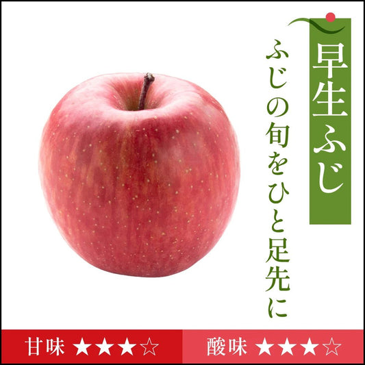 早生ふじ　家庭用 - 旬果365