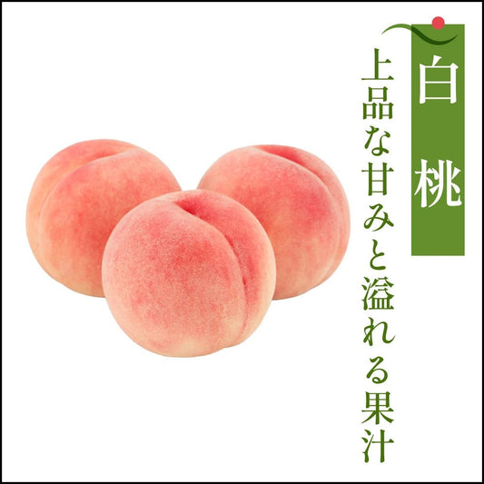 白桃　家庭用 - 旬果365