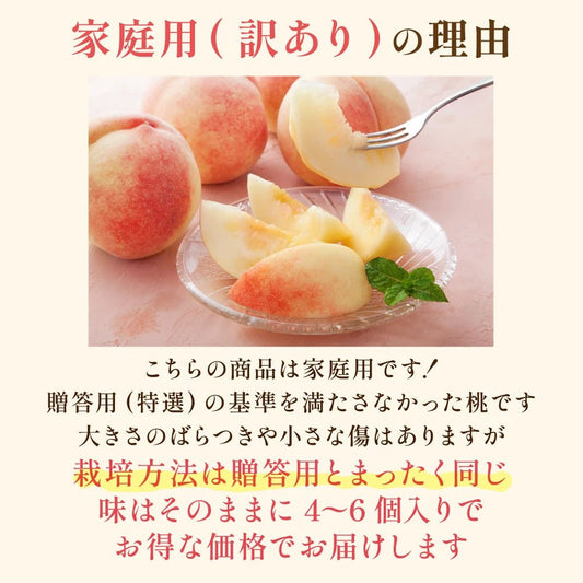 【採れたて発送】白桃　家庭用 - 旬果365